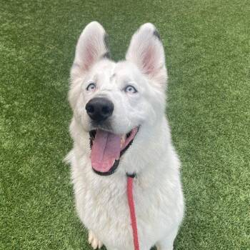 Husky and German Shepherd Dog Dogs Available for Adoption in Burlingame, California - Gunther | PetCurious