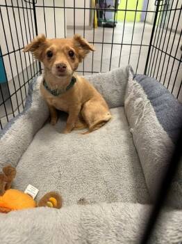 SAGE -  Poodle and Chihuahua Dog for Adoption in Rancho Cucamonga, California - SAGE | PetCurious