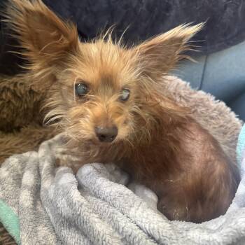 Yorkshire Terrier Dogs Available for Adoption in Fredericksburg, Virginia - Itty Bitty | PetCurious