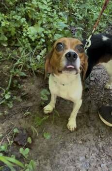 YAM -  Beagle Dog for Adoption in Millerstown, Pennsylvania - YAM | PetCurious