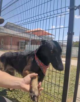 Tom Cruise - Located in TX -  Belgian Shepherd Malinois Dog for Adoption in Imlay City, Michigan - Tom Cruise - Located In TX | PetCurious