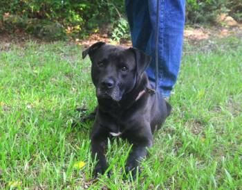 Rodger -  Pit Bull Terrier and Labrador Retriever Dog for Adoption in Willingboro, New Jersey - Rodger | PetCurious