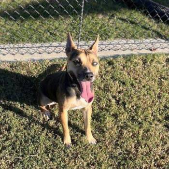 Rescue Mixed Breed Dogs for Adoption in Jersey City, New Jersey - Scram | PetCurious