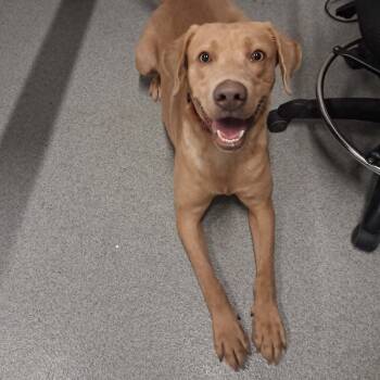 Duke -  Labrador Retriever Dog for Adoption in Moundsville, West Virginia - Duke | PetCurious