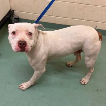 Mixed Breed Dogs Available for Adoption in Memphis, Tennessee - Hugo | PetCurious