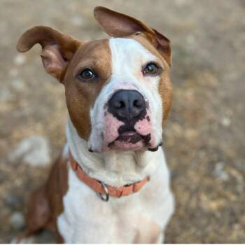 American Bulldog and Pit Bull Terrier Dogs Available for Adoption - Monty | PetCurious