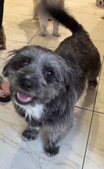Cairn Terrier and Mixed Breed Dogs Available for Adoption in Fort Lauderdale, Florida - Toto | PetCurious
