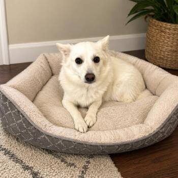American Eskimo Dog Dogs Available for Adoption in Arlington, Virginia - Kelsey | PetCurious