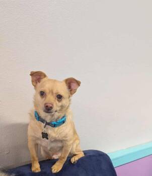 Rescue Chiweenie Dogs for Adoption in Tacoma, Washington - Mellow | PetCurious
