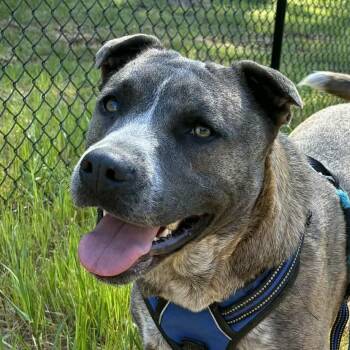 Labrador Retriever Dogs Available for Adoption - Turbo ~ Good With Kids, Dogs And Cats! | PetCurious