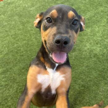 Tugboat 4878 -  Mixed Breed Dog for Adoption in Loxahatchee Groves, Florida - Tugboat 4878 | PetCurious