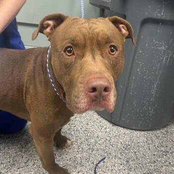Retriever Dogs Available for Adoption in Greenville, South Carolina - Cheez Whiz | PetCurious