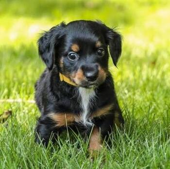 Katmai -  Dachshund Dog for Adoption in Cumming, Georgia - Katmai | PetCurious