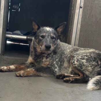 Cowboy A5786033 -  Australian Cattle Dog Blue Heeler Dog for Adoption in Los Angeles, California - Cowboy A5786033 | PetCurious