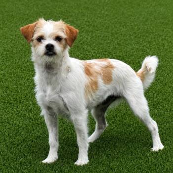 Terrier Dogs Available for Adoption in Hondo, Texas - Pooka: Shy And Sweet | PetCurious