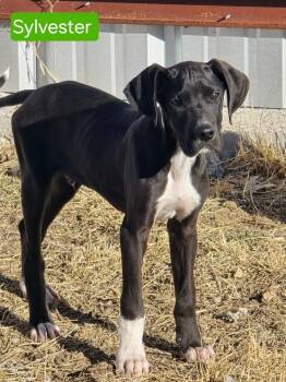Great Dane Dogs Available for Adoption - Sylvester | PetCurious
