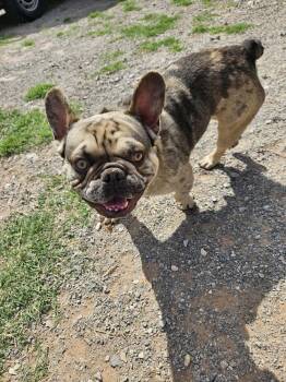 Lloyd -  French Bulldog Dog for Adoption in Deerfield, Wisconsin - Lloyd | PetCurious