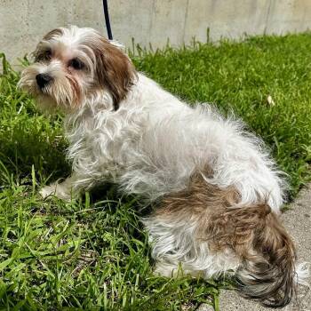 Wednesday -  Shih Tzu and Schnauzer Dog for Adoption in Warrensburg, Missouri - Wednesday | PetCurious