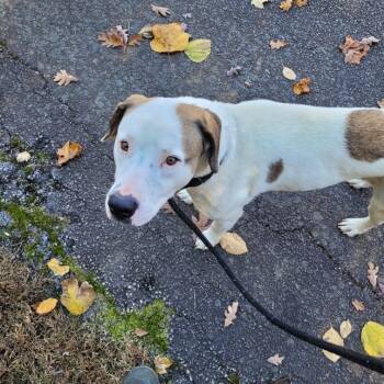 Rescue Hound and Mixed Breed Dogs for Adoption in Yanceyville, North Carolina - George Washington AKA Clyde24-0857 | PetCurious