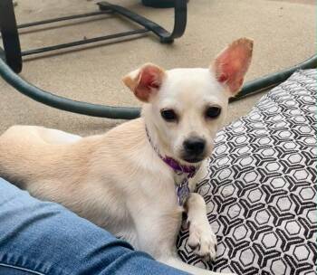 Lilee -  Chihuahua Dog for Adoption in Hillside, Illinois - Lilee | PetCurious