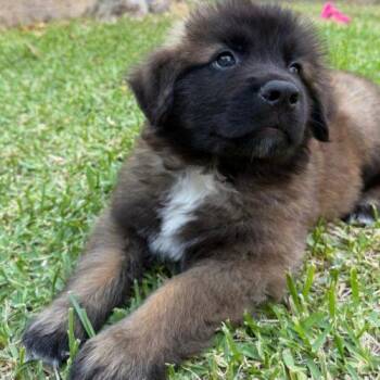 FOREST -  Leonberger and Mixed Breed Dog for Adoption in San Juan Capistrano, California - FOREST | PetCurious