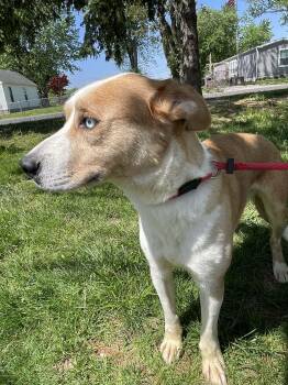 Husky Dogs Available for Adoption in Springfield, Illinois - Whiskey | PetCurious