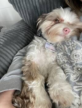 Andy -  Yorkshire Terrier and Miniature Schnauzer Dog for Adoption in Houston, Texas - Andy | PetCurious
