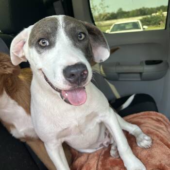 Rescue Weimaraner Dogs for Adoption in Harlingen, Texas - Gus | PetCurious