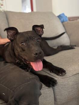 Rescue American Staffordshire Terrier Dogs for Adoption in Claremont, California - Heart | PetCurious