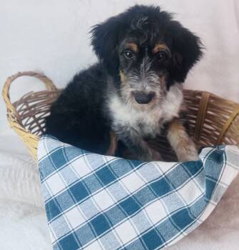 Stitch -  Miniature Poodle and Austrailan Cattle Australian Shepherd Mix Dog for Adoption in Morrow, Ohio - Stitch | PetCurious