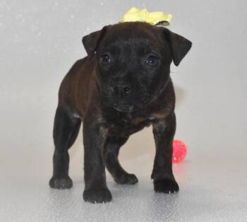 Shimmerose -  Terrier Dog for Adoption in Springfield, Ohio - Shimmerose | PetCurious