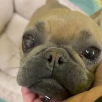 French Bulldog Dogs Available for Adoption in Tyrone, Georgia - Monet 04-1308 | PetCurious