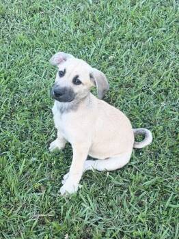 Labrador Retriever and Black Mouth Cur Dogs Available for Adoption in Glocester, Rhode Island - Trixie | PetCurious