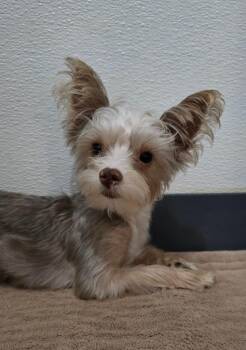Nacho -  Yorkshire Terrier and Chihuahua Dog for Adoption in Canyon Lake, Texas - Nacho | PetCurious