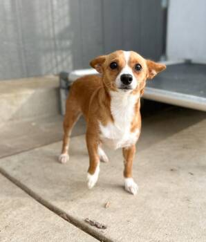 Chihuahua Dogs Available for Adoption - Caramelo | PetCurious