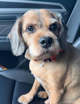 Stitch -  Cocker Spaniel and Schnauzer Dog for Adoption in Garland, Texas - Stitch | PetCurious
