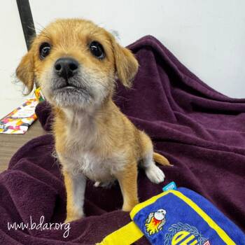Diane -  Terrier and Chihuahua Dog for Adoption in Cheyenne, Wyoming - Diane | PetCurious