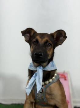 Daphne-One of our Amazing Rescue Dogs -  Belgian Shepherd Malinois and German Shepherd Dog Dog for Adoption in Carlsbad, California - Daphne-One Of Our Amazing Rescue Dogs | PetCurious