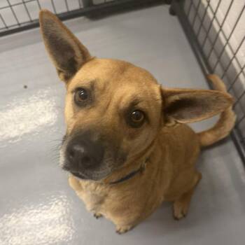 Mixed Breed Dogs Available for Adoption - Chitlins | PetCurious