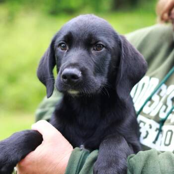 Labrador Retriever and Mixed Breed Dogs Available for Adoption in Stormville, New York - CT Iceberg Avail May 30 (Ellington, CT) | PetCurious