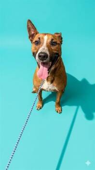 Mixed Breed Dogs Available for Adoption in Jacksonville, Florida - BIGGIE | PetCurious