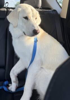 Montana -  Great Pyrenees and Labrador Retriever Dog Available for Adoption in Denton, Texas - Montana | PetCurious