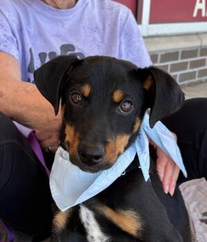 Doc -  Hound and American Staffordshire Terrier Dog for Adoption in Trenton, New Jersey - Doc | PetCurious