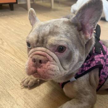French Bulldog Dogs Available for Adoption - Pebble 13906 | PetCurious