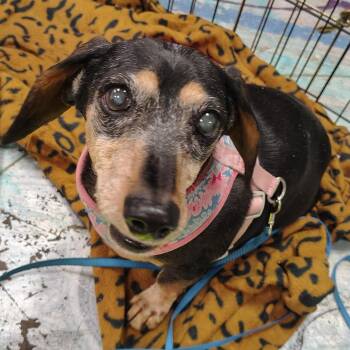 Sheila -  Dachshund Dog for Adoption in Coos Bay, Oregon - Sheila | PetCurious