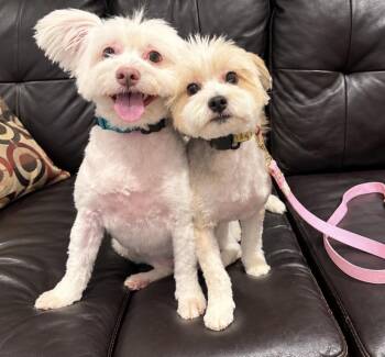Bonded Pair -  Morkie and West Highland White Terrier Westie Dog for Adoption in Newmarket, Ontario - Bonded Pair | PetCurious