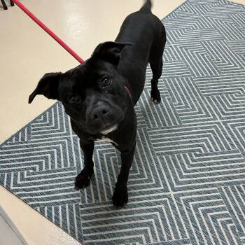 Raven -  Mixed Breed Dog for Adoption in Thomson, Georgia - Raven | PetCurious