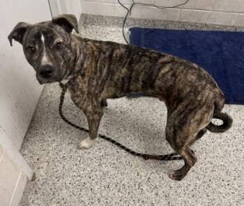 Patches -  Pit Bull Terrier and Mixed Breed Dog for Adoption in Kansas City, Missouri - Patches | PetCurious
