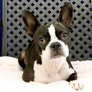 Boston Terrier Dogs Available for Adoption in Fort Davis, Texas - Lil Bit | PetCurious