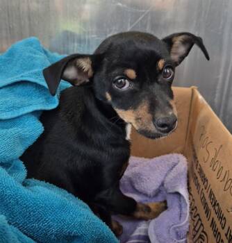 Doberman Pinscher Dogs Available for Adoption in San Antonio, Texas - SHOES | PetCurious